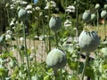 Opium poppy / Papaver somniferum / Breadseed poppy, Wintermohn, Schlafmohn, Pavot somnifÃÂ¨re, Adormidera or Pavot ÃÂ  opium